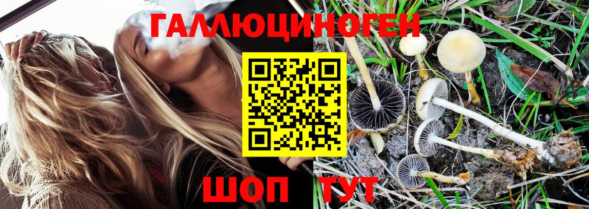 Галлюциногенные грибы Psilocybe  Вход с VPN  Томск 